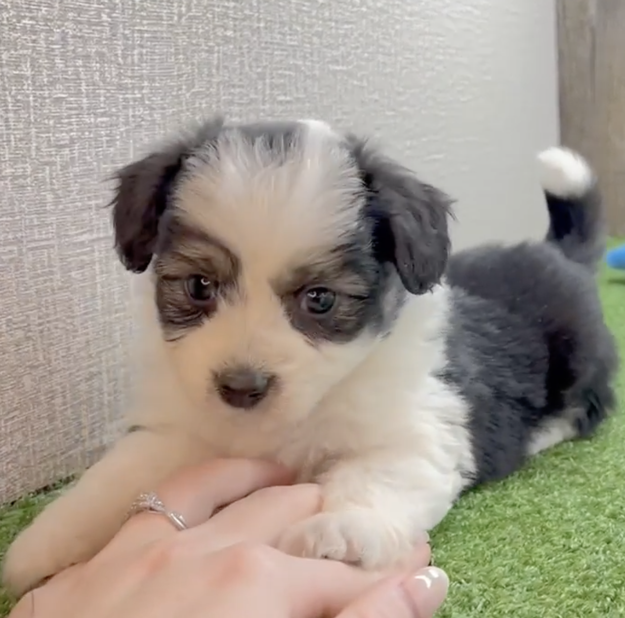 black and white aussiechon puppy sitting on a woman's hand